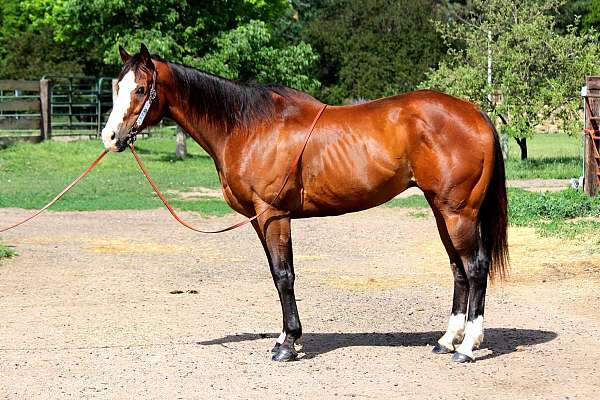 all-around-quarter-horse