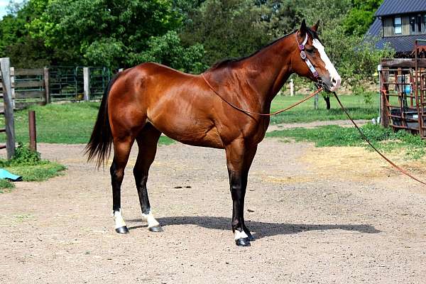athletic-quarter-horse