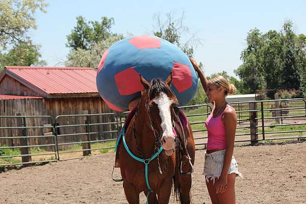 eventing-quarter-horse
