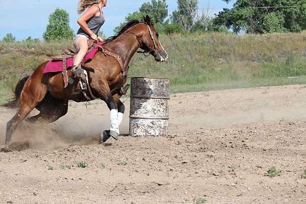 pole-quarter-horse