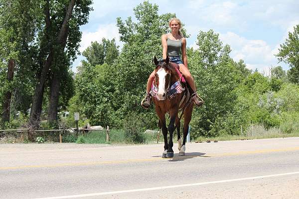 ridden-western-quarter-horse