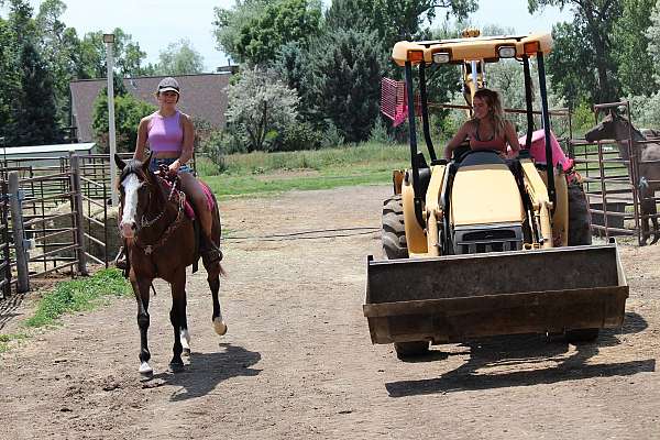 roping-quarter-horse