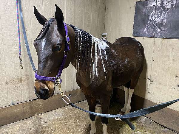 spotted-saddle-gelding