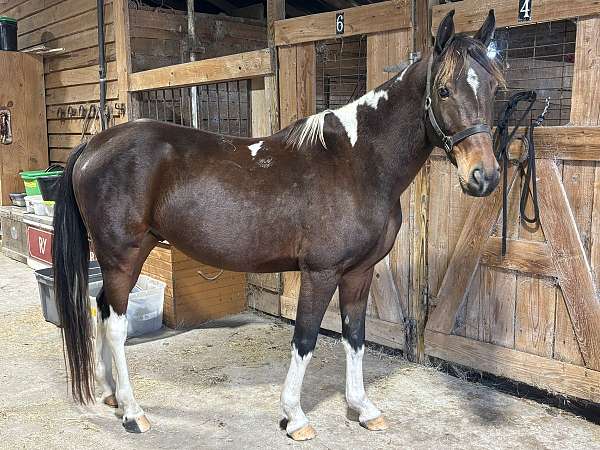 spotted-saddle-horse-for-sale