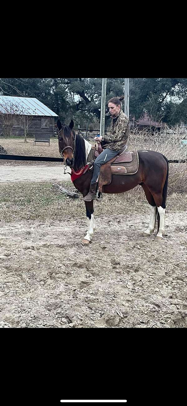 spotted-saddle-horse