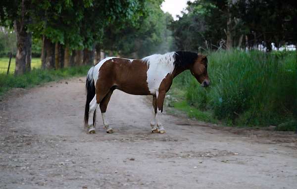 all-around-pony
