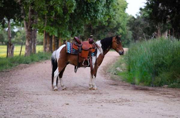 athletic-pony