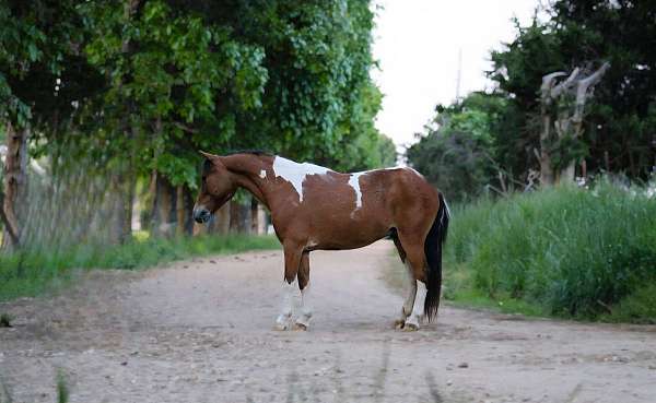 beginner-pony