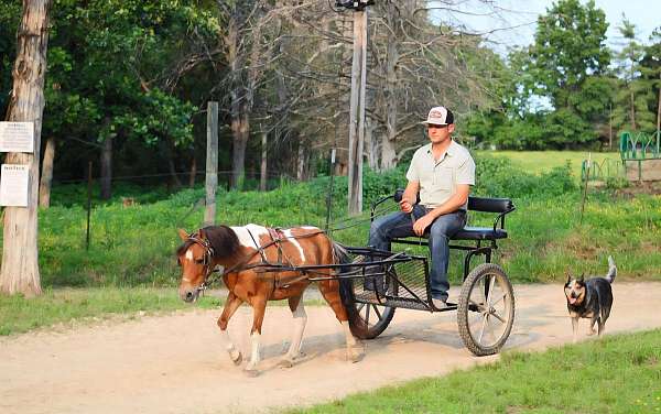 driving-pony