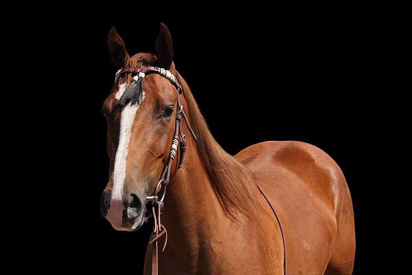 reining-quarter-horse