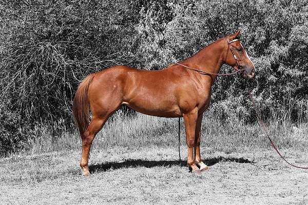 all-around-quarter-horse
