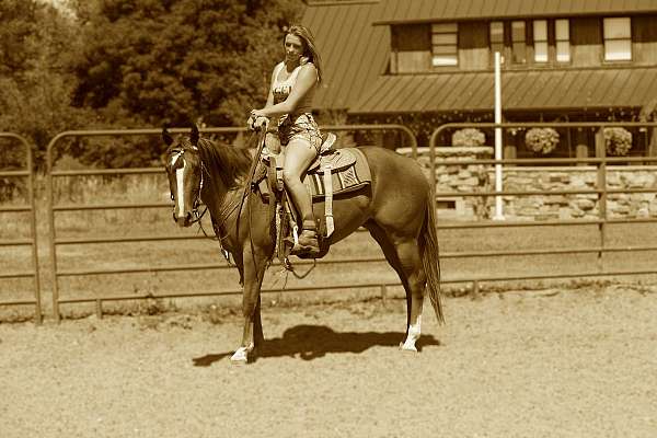 athletic-quarter-horse