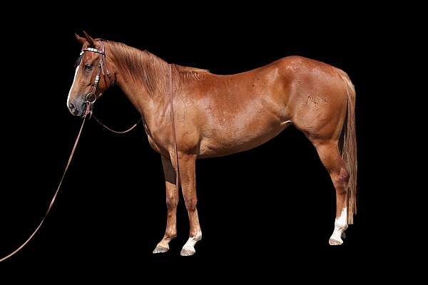ridden-western-quarter-horse