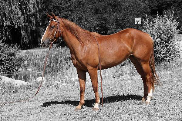 trail-quarter-horse