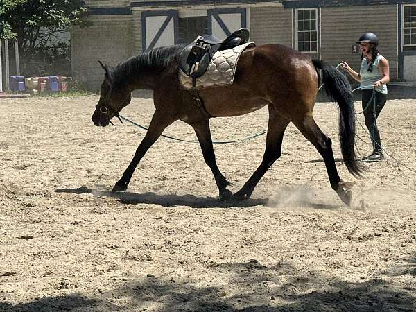 haflinger-cadbury-ggf-horse