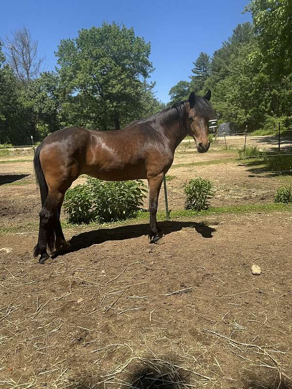haflinger-cadbury-ggf-warmblood-horse