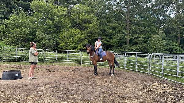 haflinger-cadbury-ggf-mare