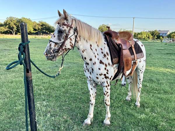 bay-leopard-appaloosa-gelding
