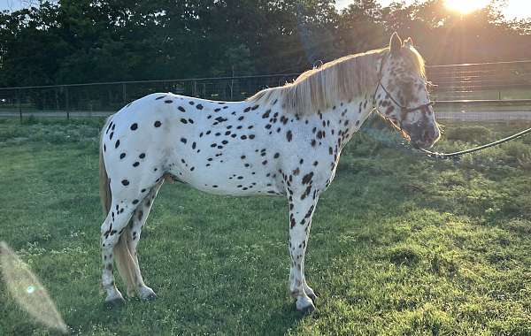 leopard-appaloosa-horse