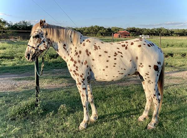 athletic-poa-horse