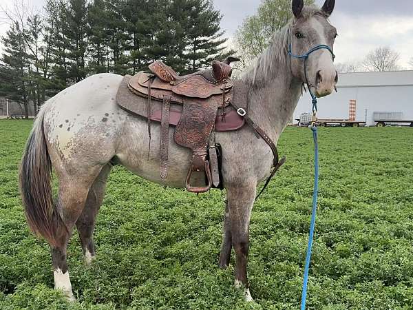 blanket-horse