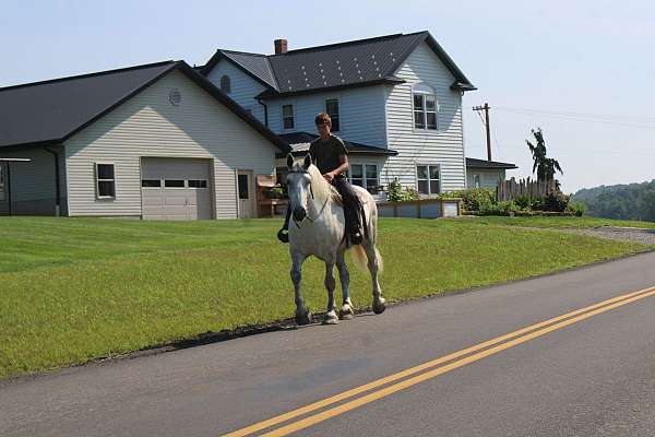 all-around-percheron-horse