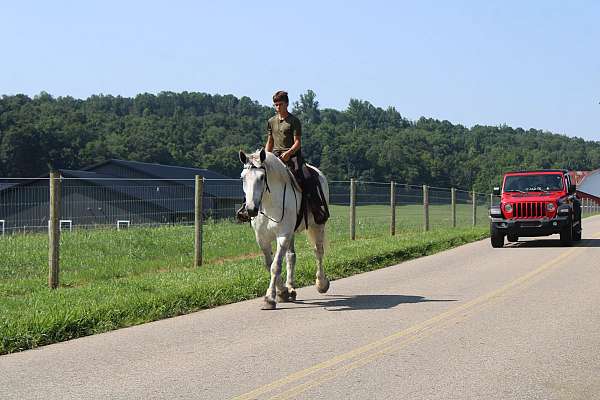 driving-percheron-horse