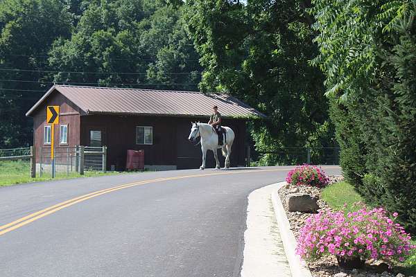 flashy-percheron-horse