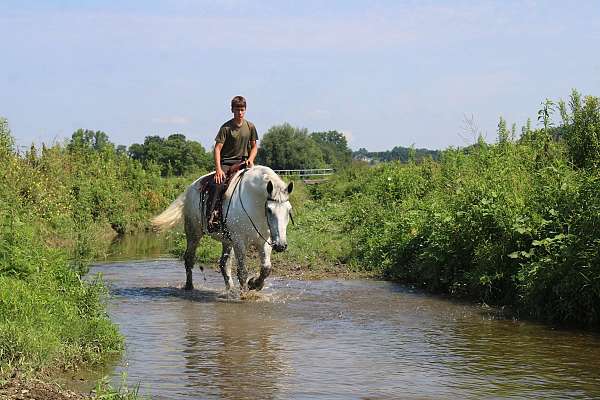 husband-safe-percheron-horse