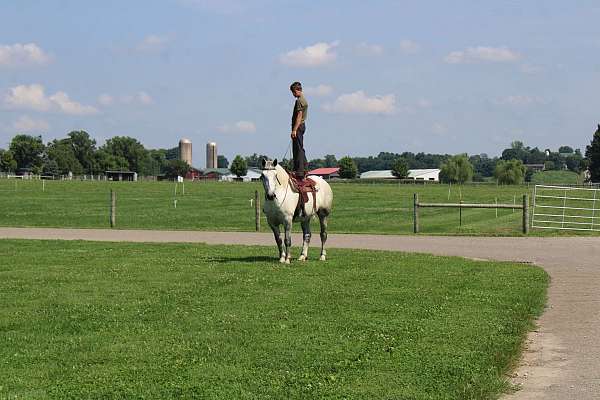 parade-percheron-horse