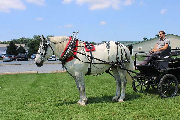 pleasure-driving-percheron-horse