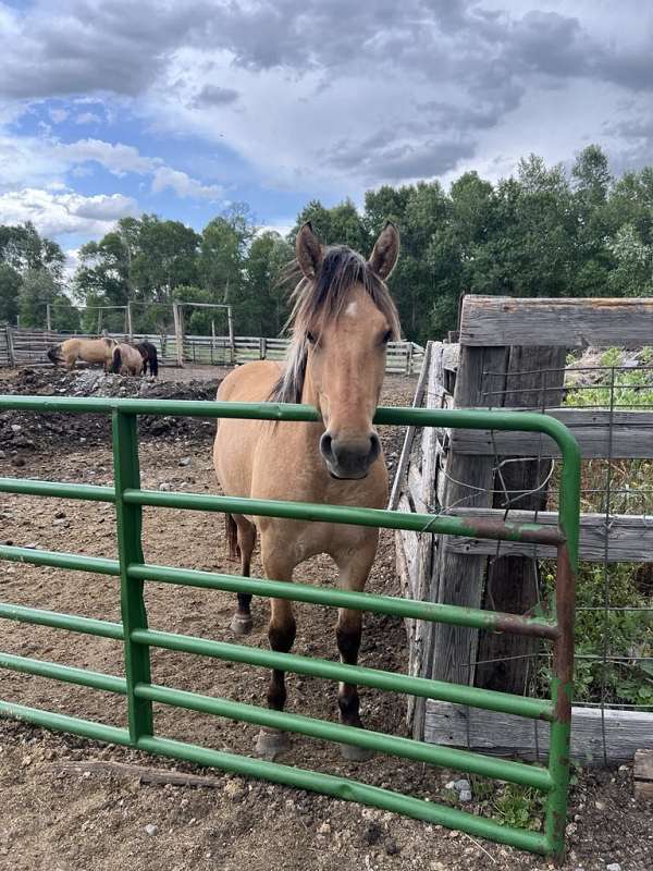 fjord-filly