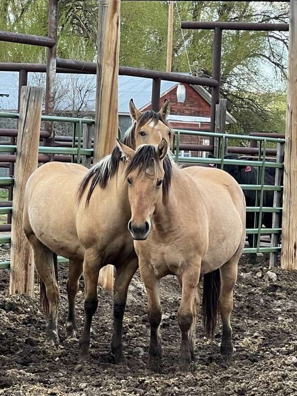 fjord-horse-for-sale