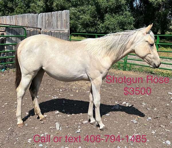 all-around-drum-palomino-horse