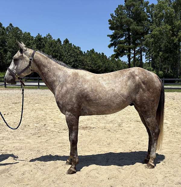 grey-gelding-for-sale