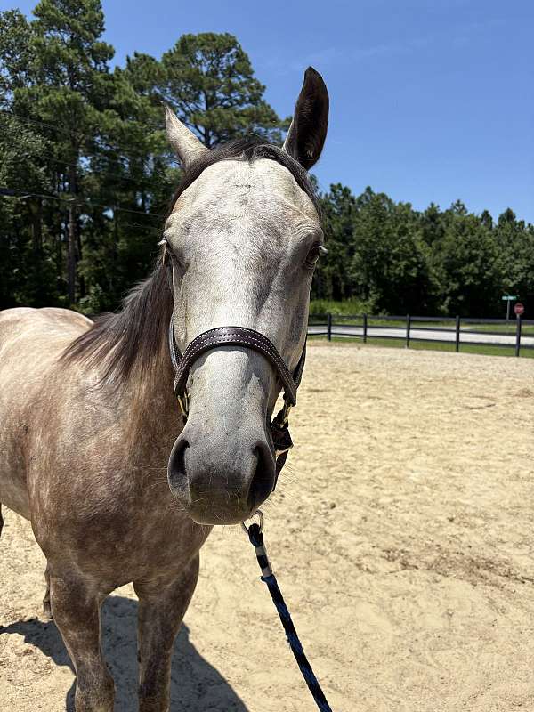 15-hand-quarter-horse-gelding