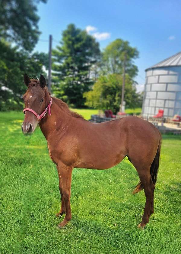barrel-racing-filly-yearling