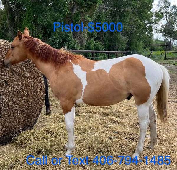 athletic-breeding-drum-horse