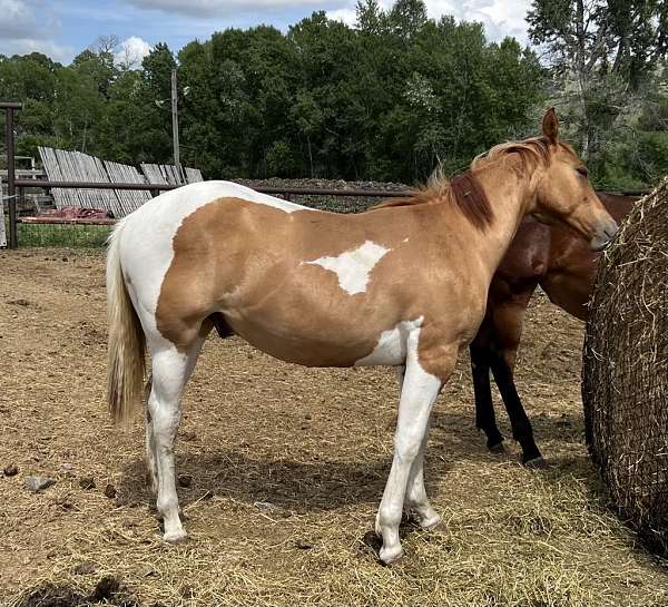 dun-drum-colt-yearling