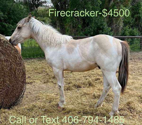 buckskin-drum-colt-mare