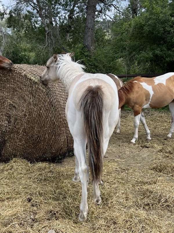 roan-drum-colt-mare