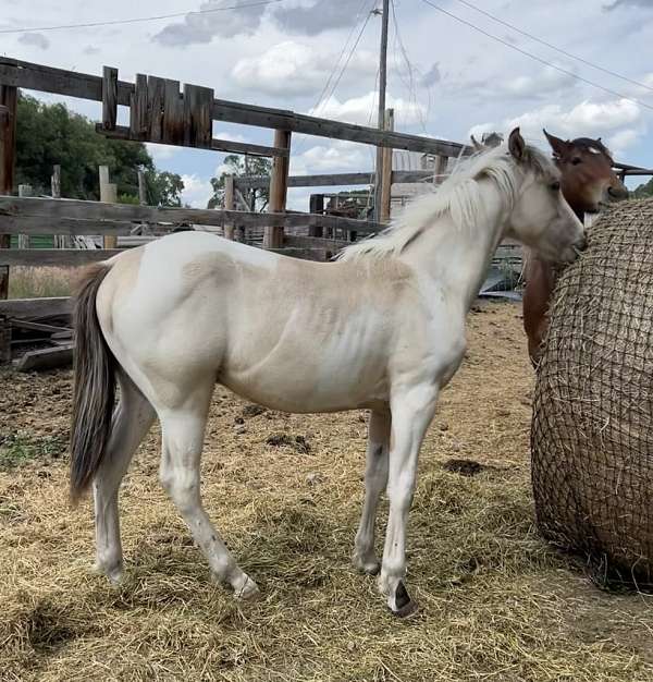 tobiano-drum-colt-mare