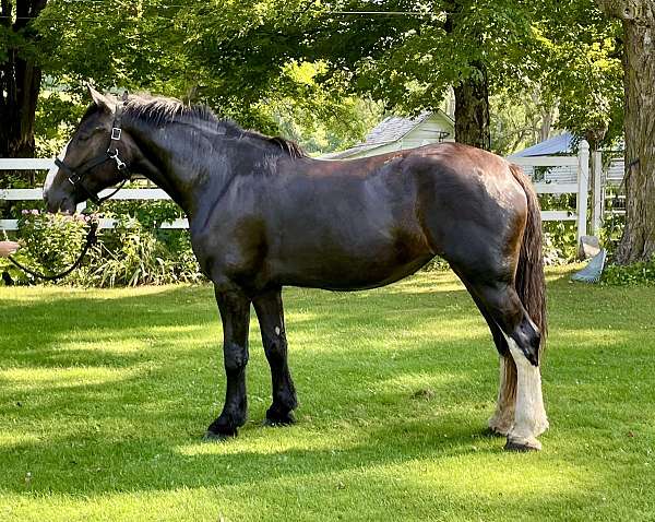 cross-clydesdale-horse