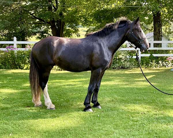 draft-clydesdale-horse