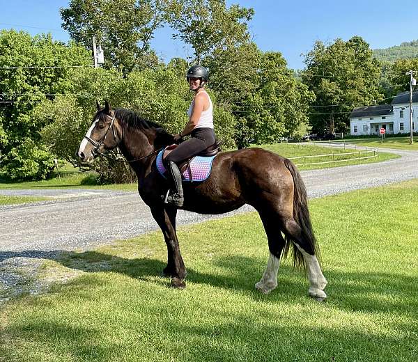 dressage-clydesdale-horse