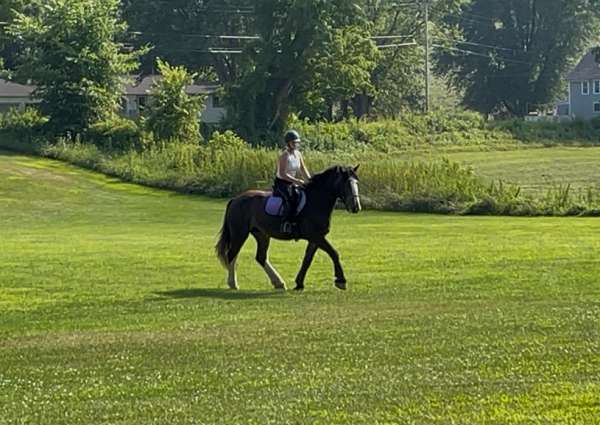 driving-clydesdale-horse