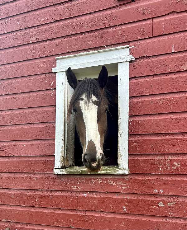 equitation-clydesdale-horse