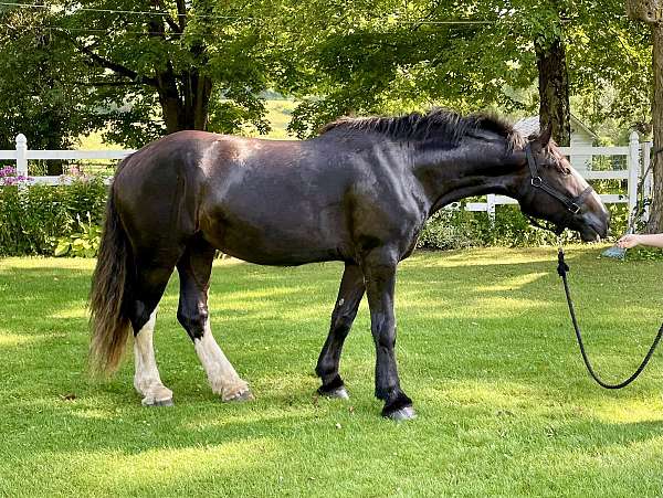harness-clydesdale-horse