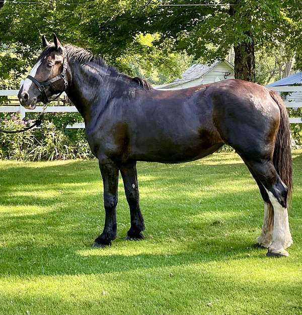 parade-clydesdale-horse