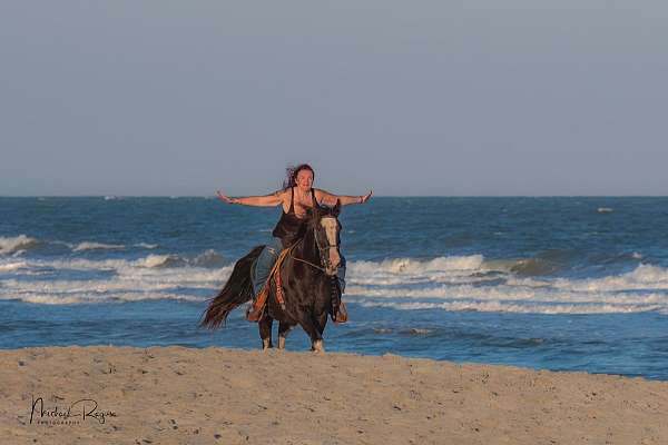 friesian-mare